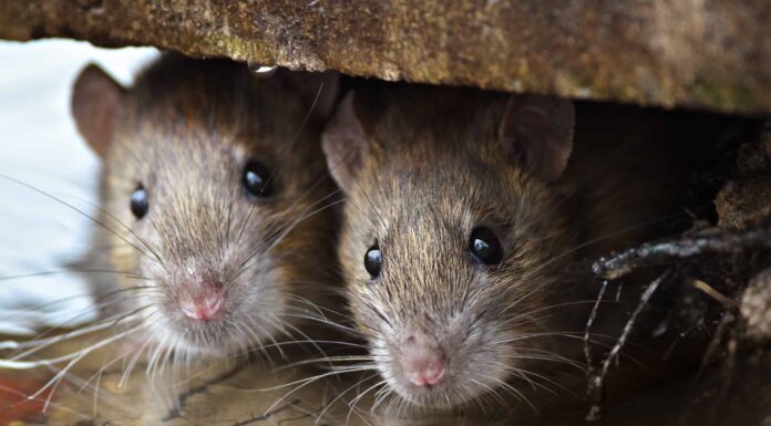 L'infestazione da topi di Suburban Home è così grave che sono sul tetto

