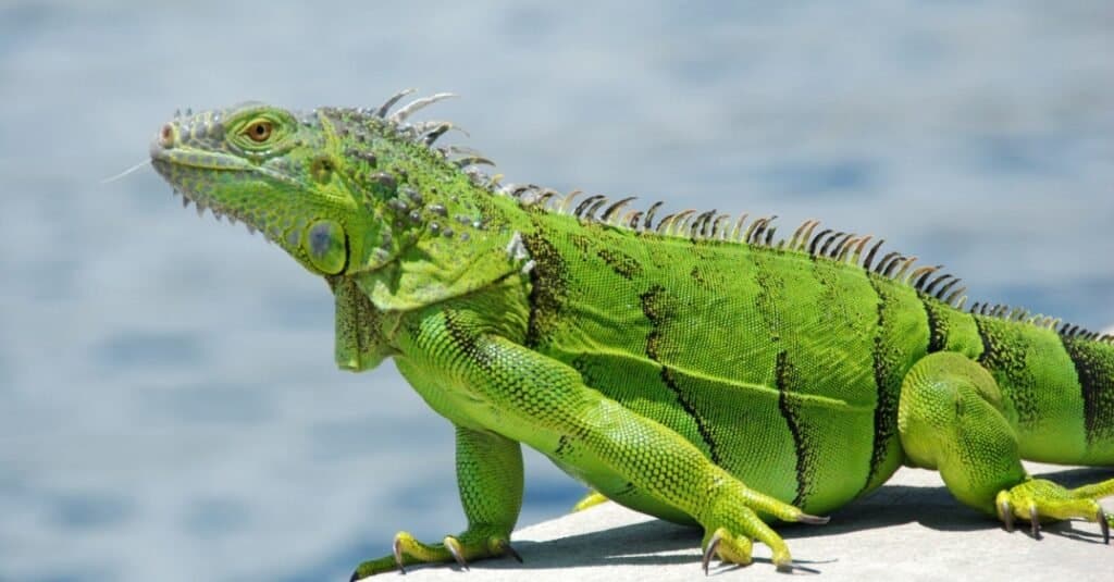 Le migliori lucertole: l'iguana verde