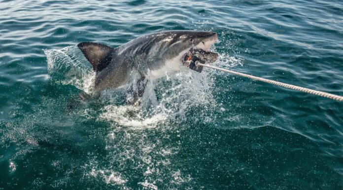 Lo squalo esce dal nulla per rubare la cattura di 6 piedi del pescatore

