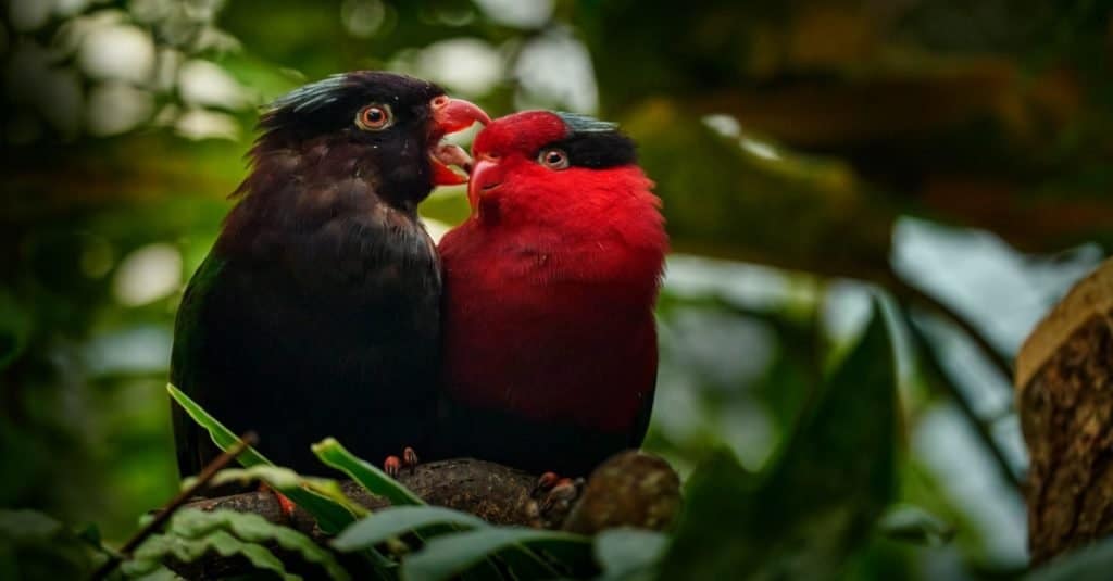 Charmosyna papou, lorichetto papuano, noto anche come pappagallo lorichetto di Stella, nella foresta.