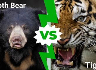 L'orso bradipo è alto contro due tigri siberiane adulte
