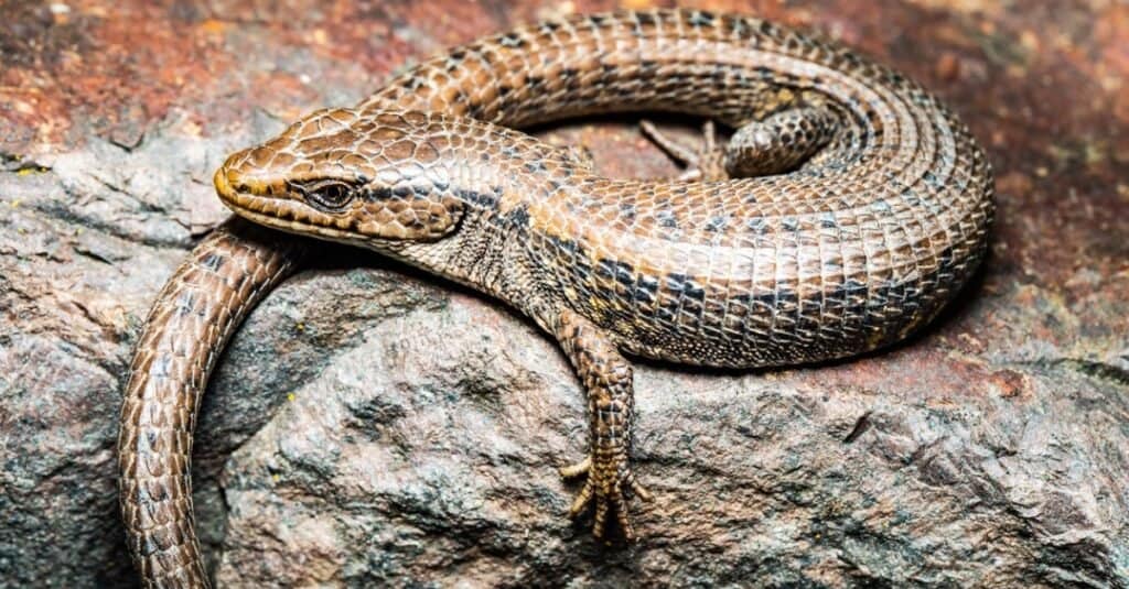 Northern Alligator Lizard soli su una roccia all'inizio della primavera.