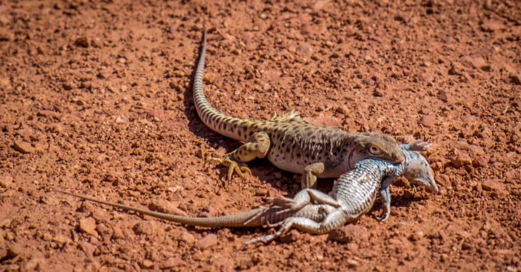 Lucertola leopardo dal naso lungo (Gambelia wislizenii) mangia una coda a frusta di tigre (Aspidoscelis tigris) nel monumento nazionale Grand Staircase-Escalante, Utah, Stati Uniti.