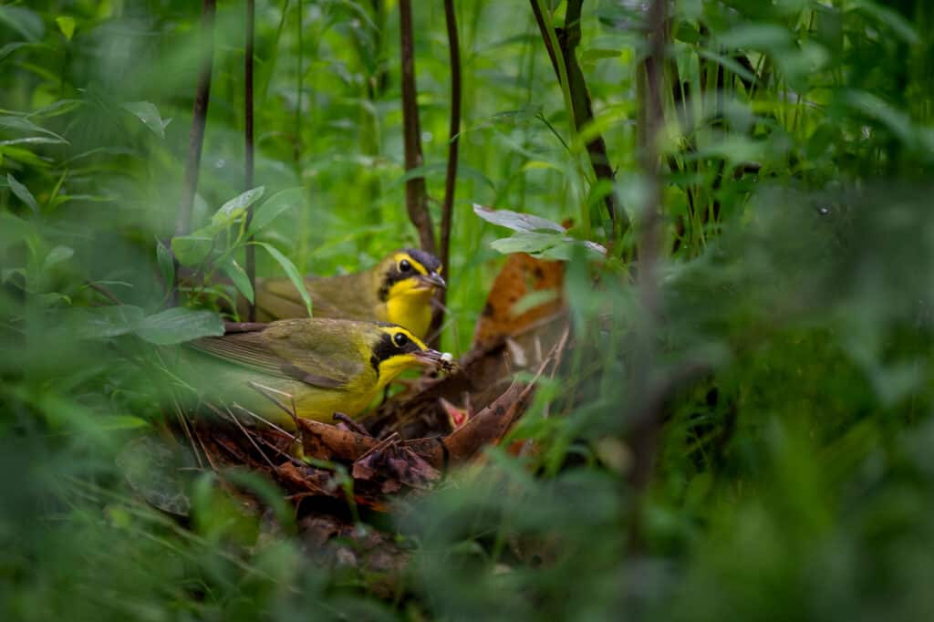 Una coppia di Kentucky Warblers nutre i loro pulcini nel nido.