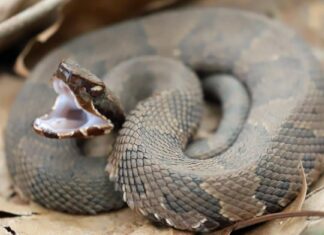 L'uomo scopre il serpente gigante Cottonmouth su "Snake Road" in Illinois
