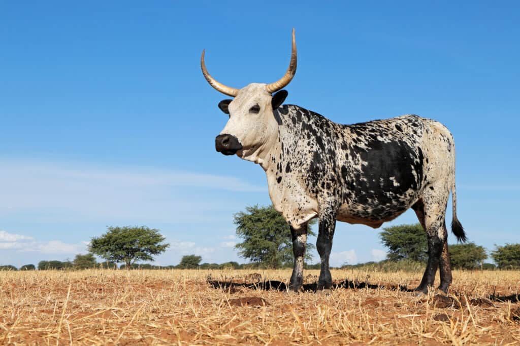 Non solo i bovini Nguni possono resistere a condizioni climatiche difficili, inclusi caldo e freddo estremi, ma sono anche resistenti alle zecche!