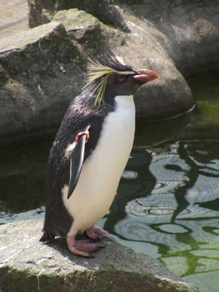 pinguino maccheroni - Eudyptes Chrysolophus - pinguino maccheroni sul bordo dell'acqua