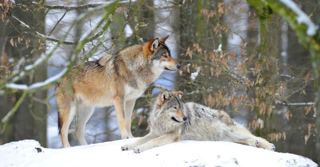 Mackenzie Valley Wolf, due lupi nella neve.