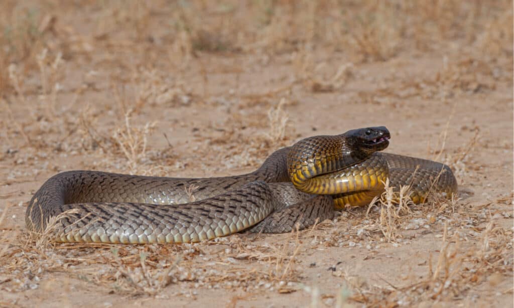 Inland Taipan ( Oxyuranus microlepidotus) nel suo habitat, South Western Queensland Australia.  A causa del clima della zona, il serpente trascorre gran parte della giornata nascosto in tane, doline o fessure rocciose.