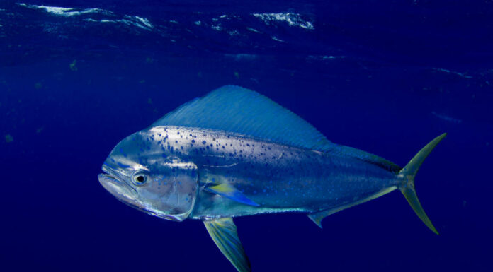 Mahi Mahi (pesce delfino)
