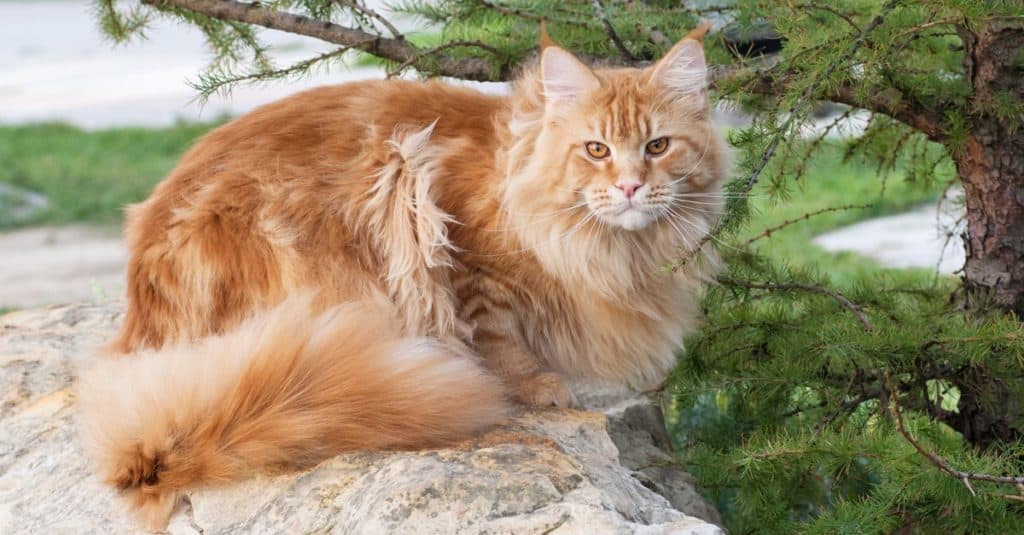 Maine Coon, è la più grande razza di gatto domestico con un aspetto fisico distintivo e abilità di caccia di alto livello