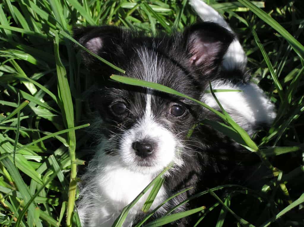 Il Malchi è un cagnolino vivace, energico, estremamente affettuoso e premuroso.