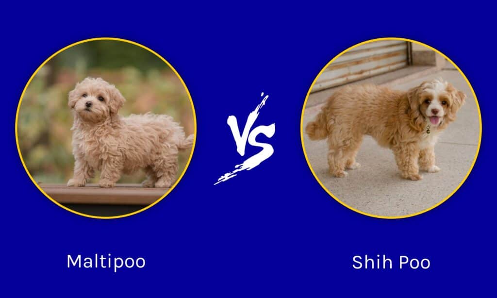 Maltipoo contro Shih Poo