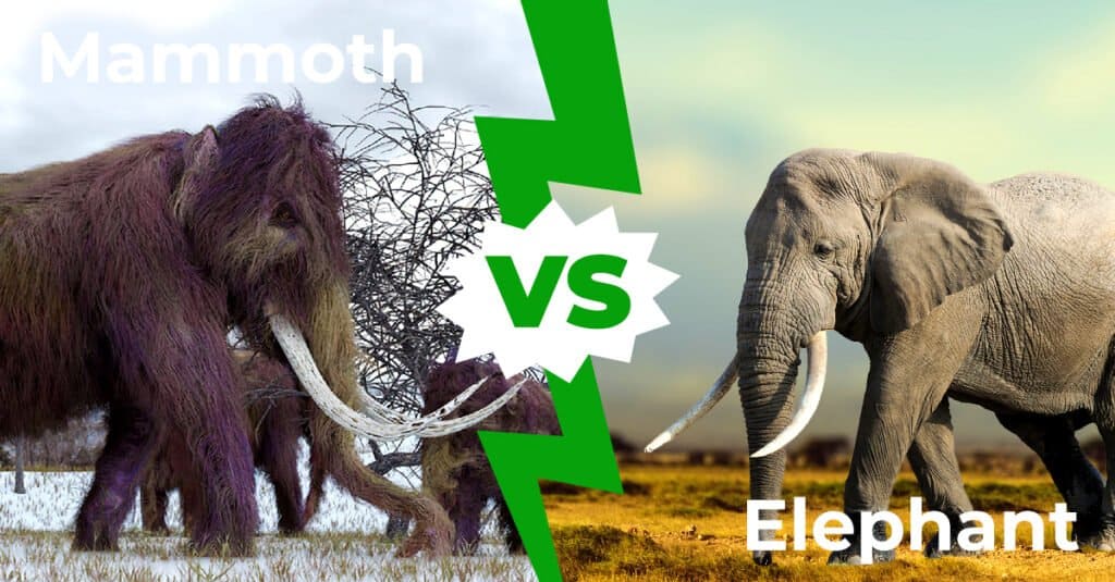 Mammut vs Elefante 1200x627
