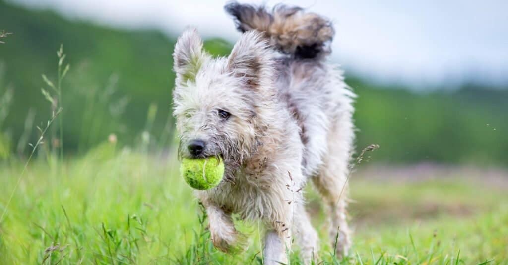 Carino cane da pastore ungherese Pumi godendo all'aperto in primavera.