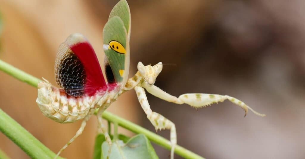 Il Creobroter gemmatus mantis, una mantide religiosa, seduto con le ali aperte.
