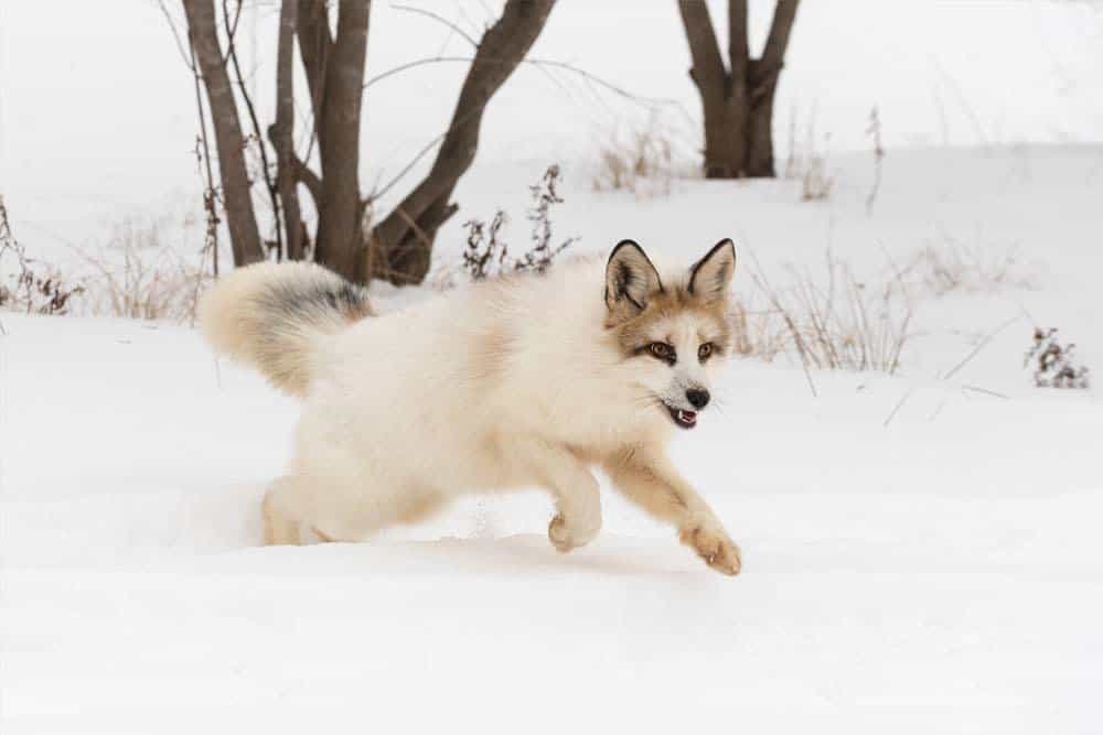 Una volpe di marmo che corre nella neve.