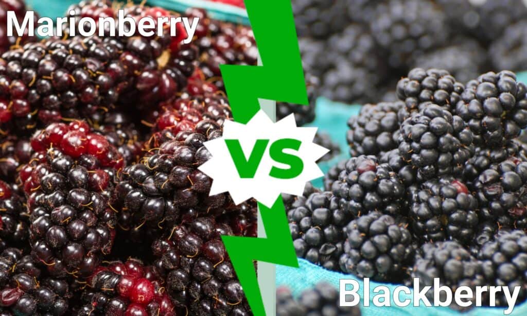 Marionberry contro Blackberry