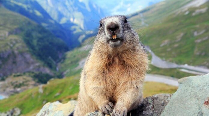 Marmot raggiunge il limite massimo dopo aver incontrato un escursionista francese
