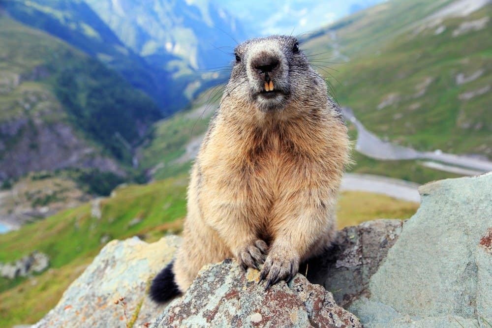 Una marmotta alpina in montagna mostra i denti