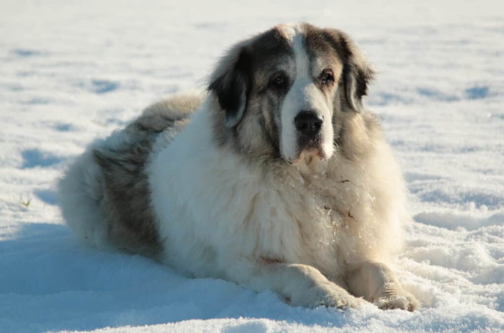 Mastino dei Pirenei