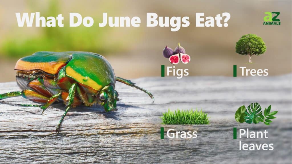 Cosa mangiano gli insetti di giugno