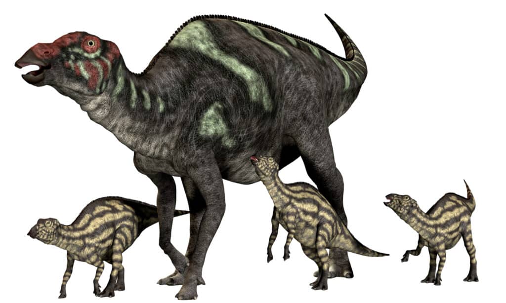 Maiasaura era un dinosauro erbivoro dal becco d'anatra che visse nel Montana, negli Stati Uniti, nell'era Cretaceo.  Gli scienziati ritengono che Maiasaura fosse una buona madre che si prendeva cura dei suoi piccoli.