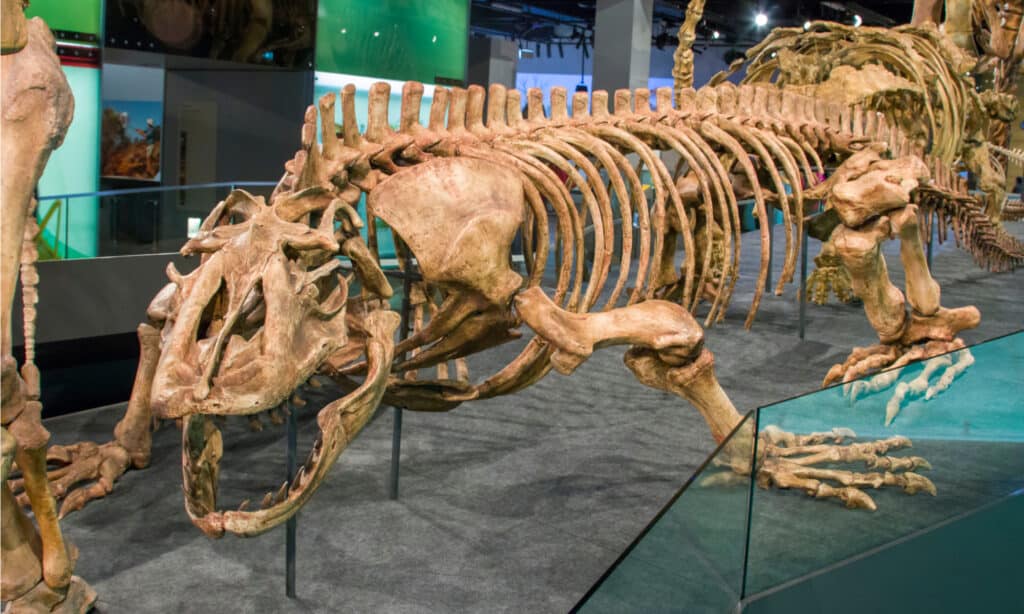 Il fossile fuso di Megalania dal Queensland Australia nel Museo di Melbourne.  È un gigante estinto goanna o lucertola monitor.