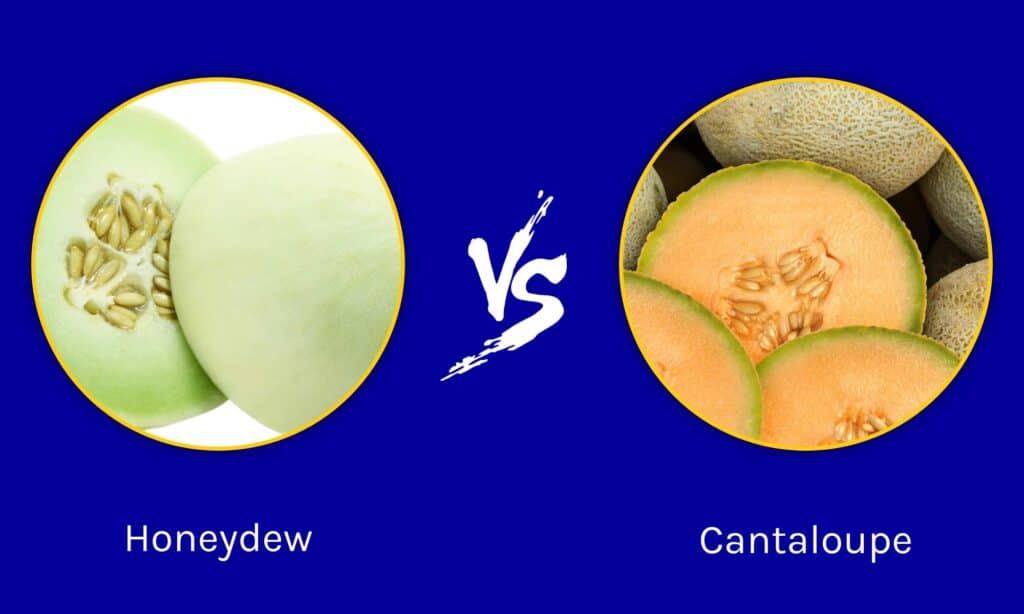 Melata vs Cantalupo