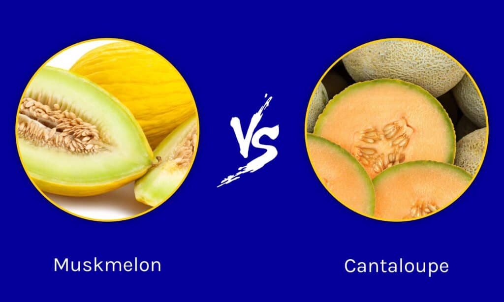 Melone contro Cantalupo