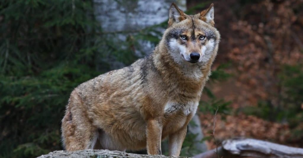 Razze di cani selvatici: lupo grigio
