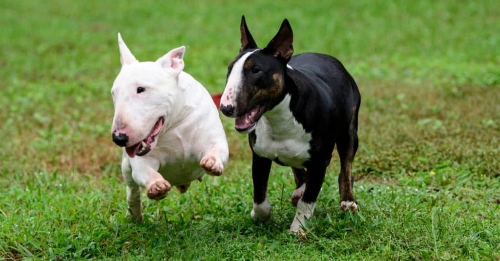 Due bull terrier in miniatura sull'erba che giocano fuori