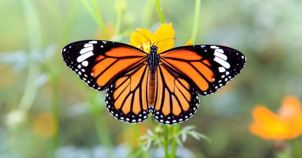 Viceré Butterfly Vs Farfalla Monarca