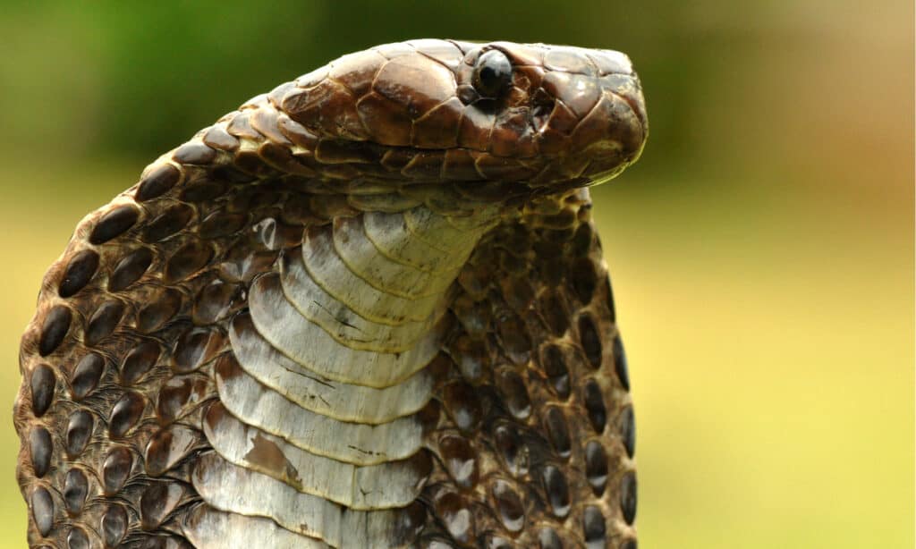 Serpenti mortali - Cobra indiano