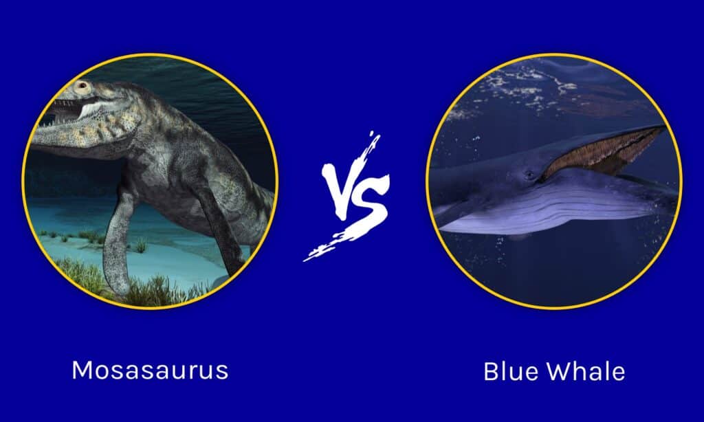 Mosasauro contro la balenottera azzurra