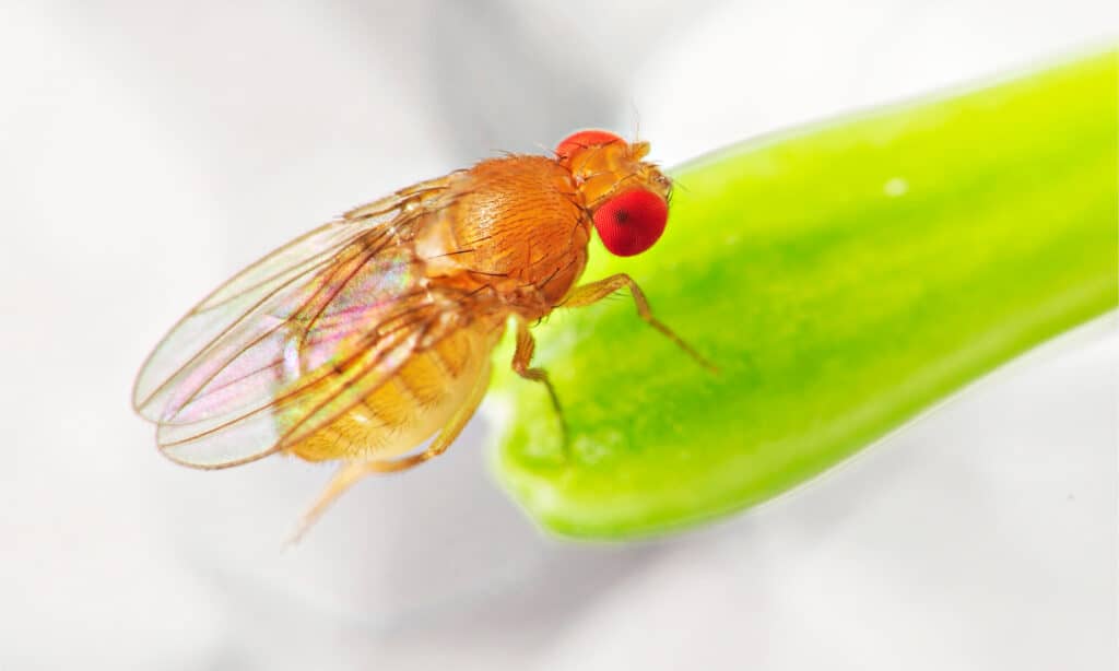 Close up di una mosca della frutta su un frutto