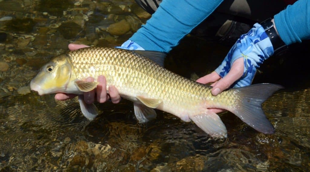 Pesce ventosa del cavallo rosso del fiume