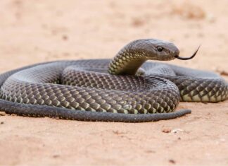 Mulga Serpente
