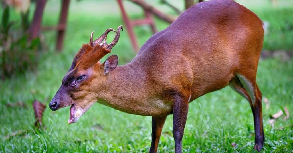 Il muntjac indiano (Muntiacus muntjak), chiamato anche muntjac rosso meridionale e cervo che abbaia, è una specie di cervo originaria dell'Asia meridionale e sud-orientale.