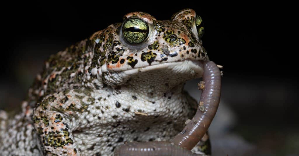 Rospo Natterjack che mangia i lombrichi.