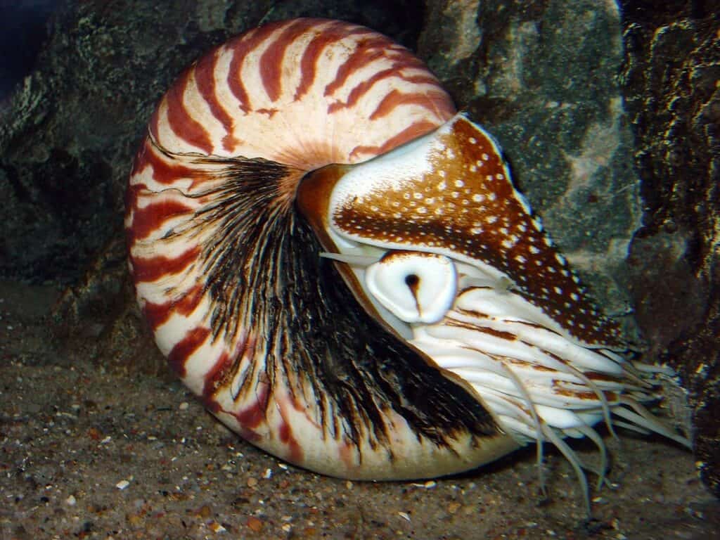 I nautiloidi sono una delle specie animali più antiche della terra. 