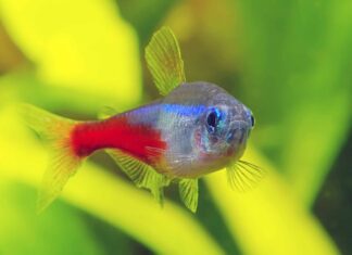 Neon Tetra
