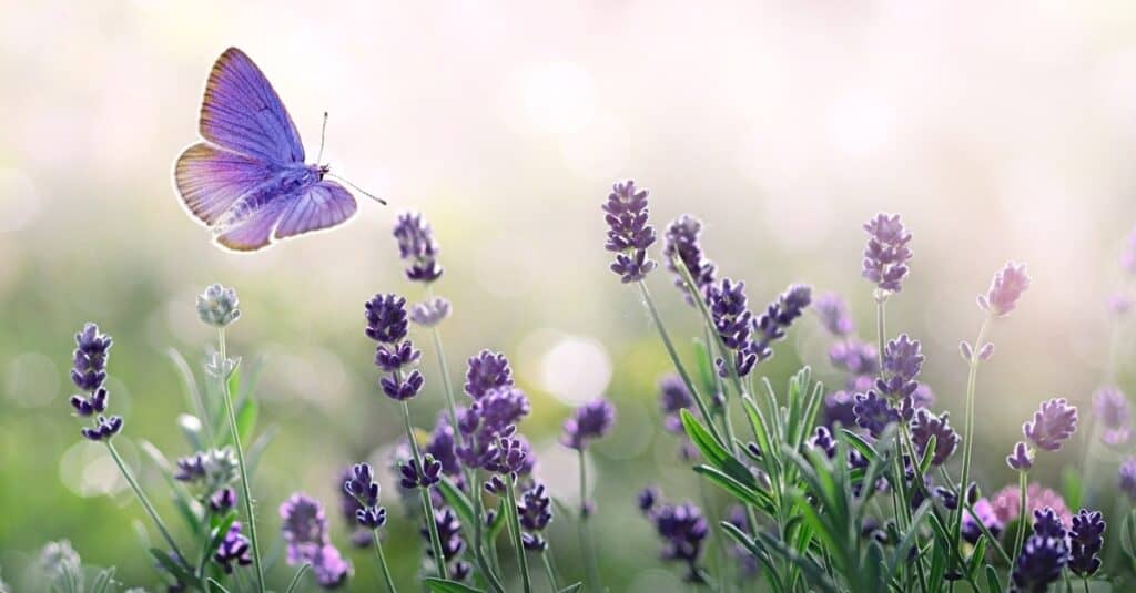 Farfalla viola che vola intorno alla lavanda in fiore (Lavendula)