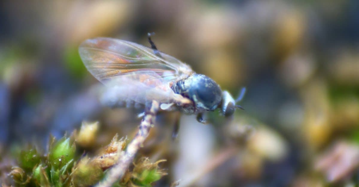 No See Um (Ceratopogonidae).  Mosche pungenti, le femmine sono insetti succhiasangue.