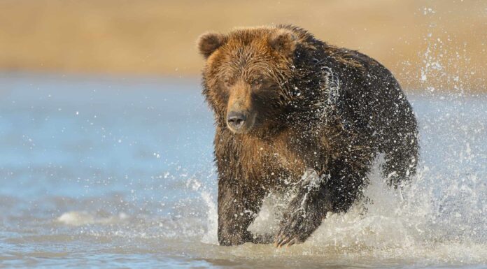  Non dirmi mai le probabilità.  L'enorme lupo e il grizzly inseguono entrambi un cucciolo di alce
