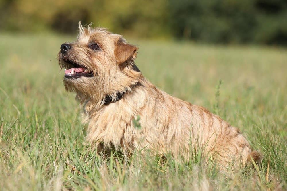 Norfolk Terrier seduto nell'erba