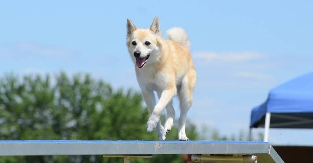 Il norvegese Buhund corre a passeggio durante una prova di agilità.