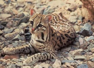 Ocelot
