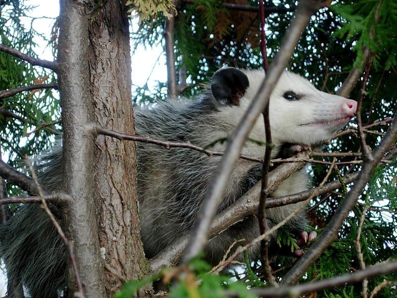Virginia Opossum (Didelphis virginiana) in un albero di ginepro nel nord-est dell'Ohio.