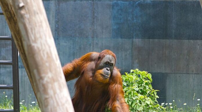 Orango di Sumatra
